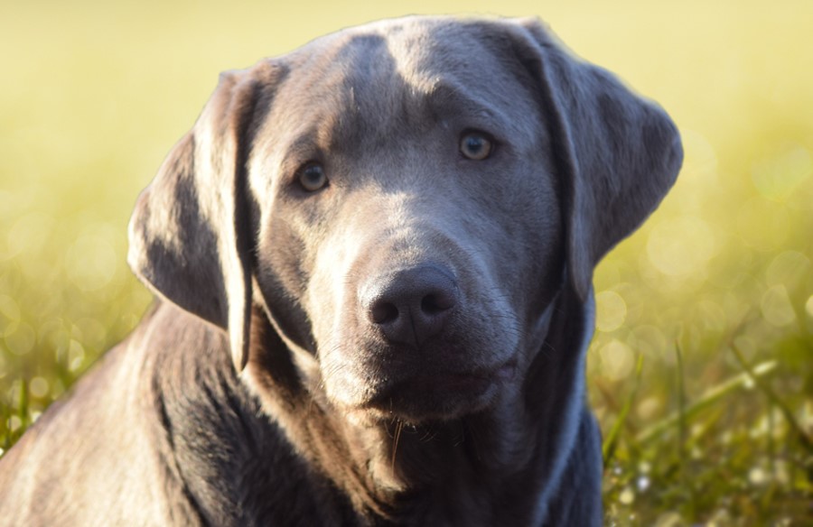 Temmen tand Terughoudendheid Zilveren labrador puppy's – The dog academy – An Wesenbeek
