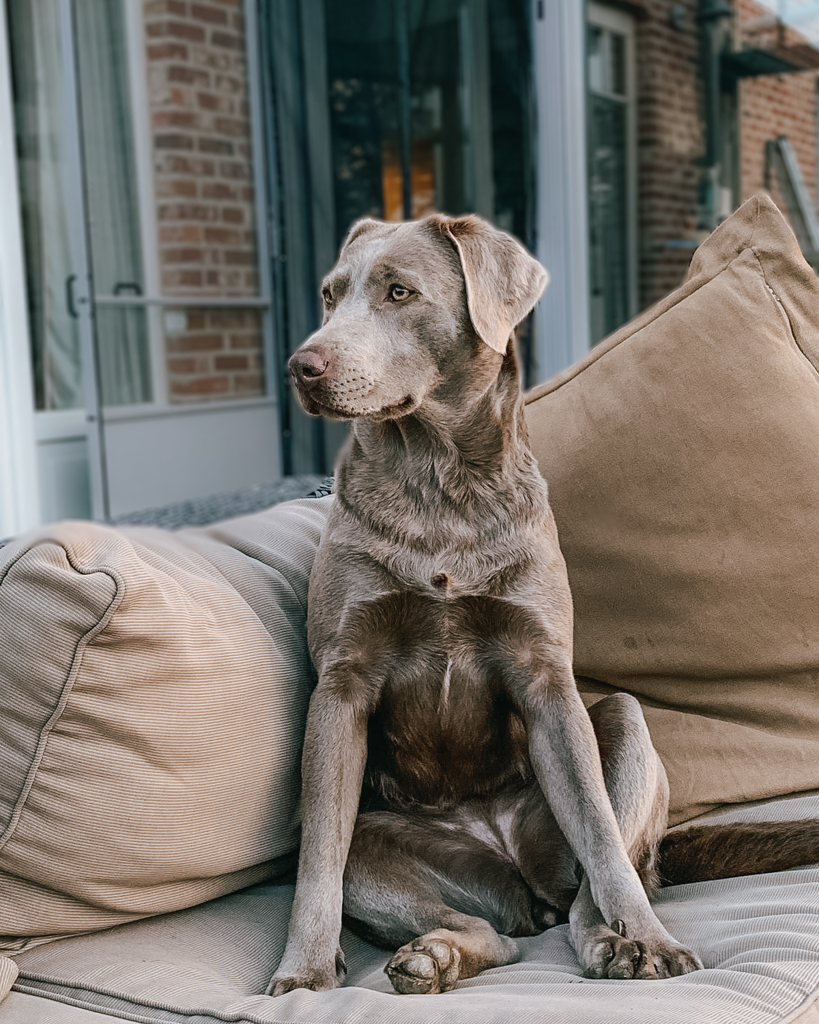 Temmen tand Terughoudendheid Zilveren labrador puppy's – The dog academy – An Wesenbeek